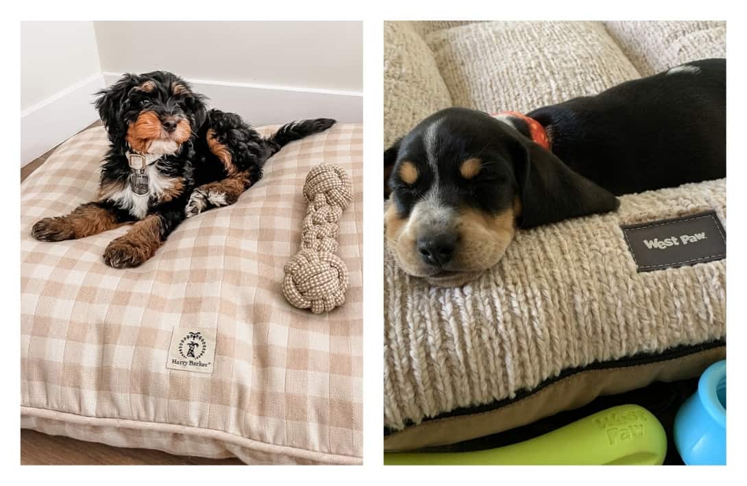 9 Eco Friendly Pet Products: One Sustainable Paw at a Time 9 Eco Friendly Pet Products: One Sustainable Paw at a Time