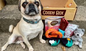 Comparing Online Marketplaces For Pet Supplies Amazon Vs Chewy Vs Petsmart Comparing Online Marketplaces For Pet Supplies Amazon Vs Chewy Vs Petsmart