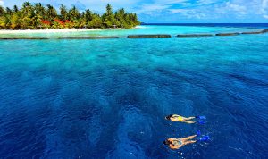 Best Online Grocery Stores for Fast and Affordable Delivery