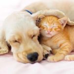 Pet accessories for small pets that enhance happiness