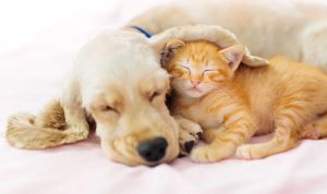 Pet accessories for small pets that enhance happiness