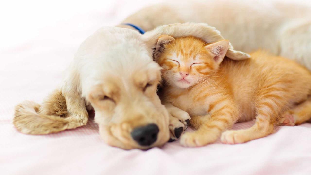 Ethical Pet Care - Fair Prices | Highgate Vet Clinic London Pet accessories for small pets