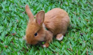 Pet travel accessories store USA everything for your pet Pet travel accessories store USA everything for your pet