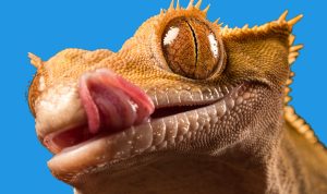 Premium reptile supplies store for all your needs