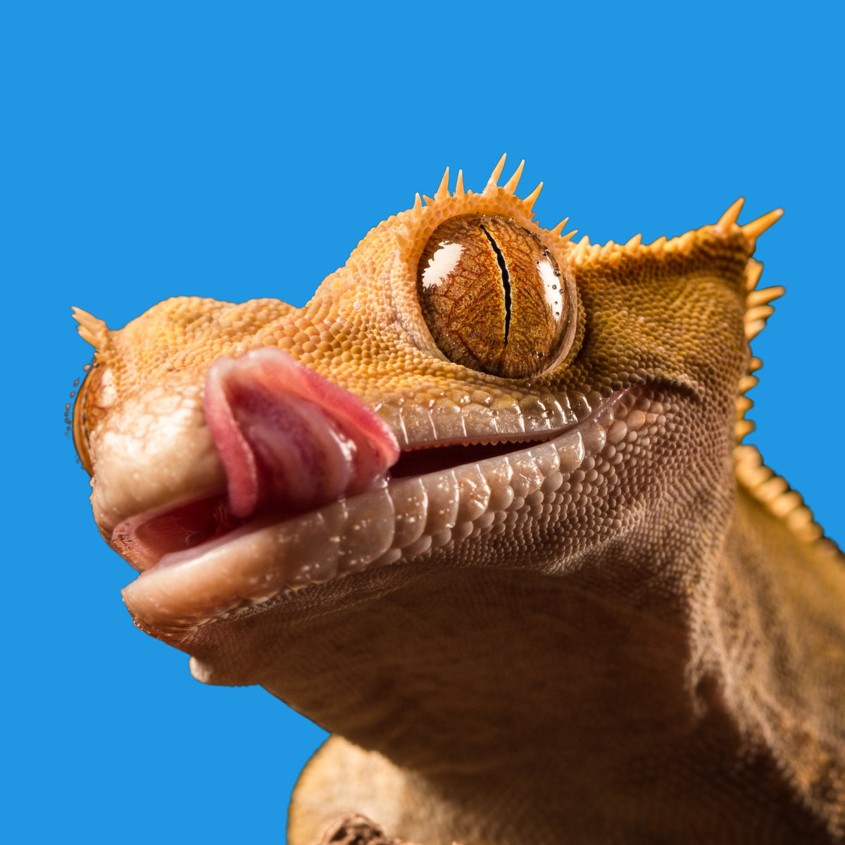 Premium reptile supplies store for all your needs