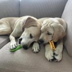 Hartz Chew N Clean Dental Dog Toy for Aggressive Chewers Review