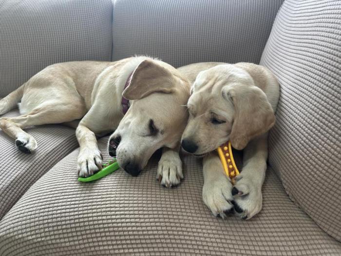 Hartz Chew N Clean Dental Dog Toy for Aggressive Chewers Review