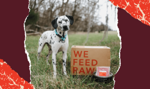 Pet Food Delivery Service Near Me Convenience Redefined Pet Food Delivery Service Near Me Convenience Redefined