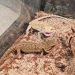 Pet stores richmond indiana Discover Your Furry Friend