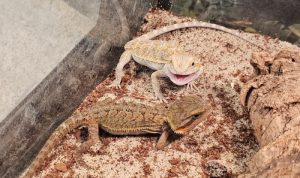 Pet stores richmond indiana Discover Your Furry Friend