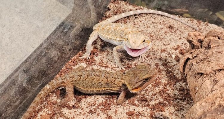 Pet stores richmond indiana Discover Your Furry Friend