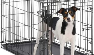 MidWest Homes for Pets Dog Crate Double Door Review MidWest Homes for Pets Dog Crate Double Door Review