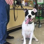 Pet Supply Plus Rewards Sign In Made Easy And Rewarding