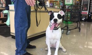 Pet Supply Plus Rewards Sign In Made Easy And Rewarding