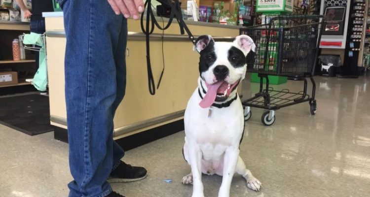 Pet Supply Plus Rewards Sign In Made Easy And Rewarding