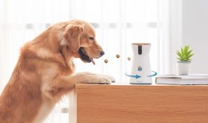 Furbo 360 Degree Dog Camera Treat Dispenser Full Review Furbo 360 Degree Dog Camera Treat Dispenser Full Review