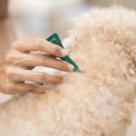 Flea Bath Near Me Discover Local Pet Care Solutions