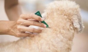 Flea Bath Near Me Discover Local Pet Care Solutions