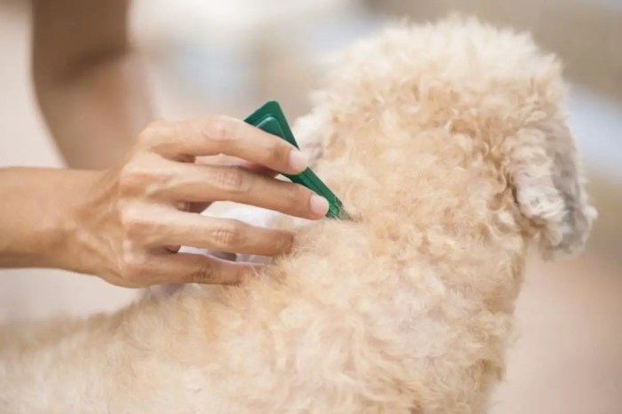 Flea Bath Near Me Discover Local Pet Care Solutions