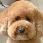 Gog Grooming Near Me Discover Top-notch Pet Care