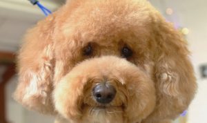 Gog Grooming Near Me Discover Top-notch Pet Care