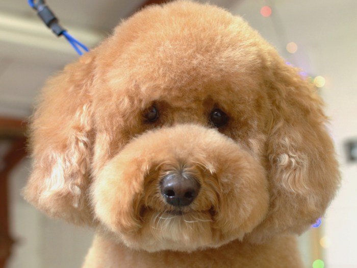 Grooming Near Me I Double Oak Mountain Animal Hospital Gog grooming near me