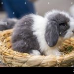 Pet Stores Near Me With Rabbits Discover Your Furry Friend