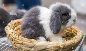 Pet Stores Near Me With Rabbits Discover Your Furry Friend