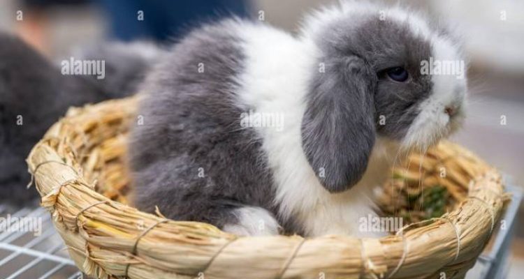 Pet Stores Near Me With Rabbits Discover Your Furry Friend