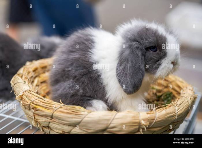 Pet Stores Near Me With Rabbits Discover Your Furry Friend