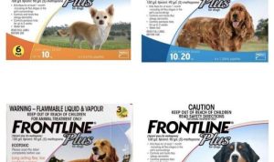 Frontline Plus Flea and Tick Treatment for Dogs Complete Review