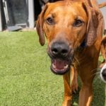 petco strongsville Your Ultimate Pet Destination