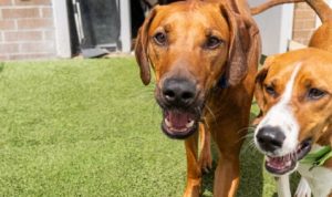 petco strongsville Your Ultimate Pet Destination