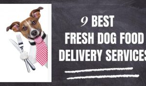 Dog Supply Delivery Services For Pet Owners