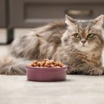 Best Smelling Wet Cat Food That Your Feline Will Love