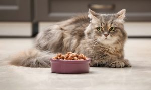 Best Smelling Wet Cat Food That Your Feline Will Love