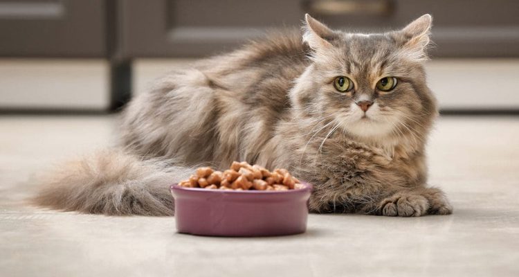 Best Smelling Wet Cat Food That Your Feline Will Love