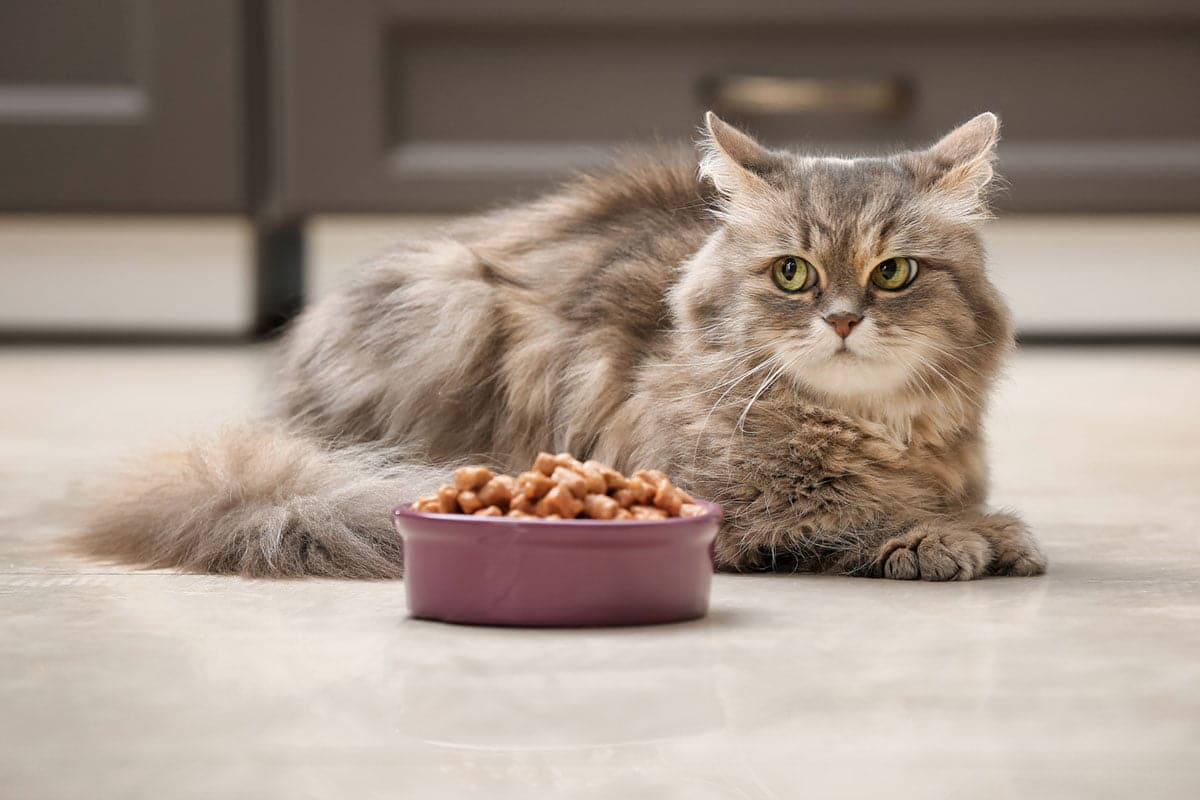 Best Smelling Wet Cat Food That Your Feline Will Love