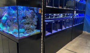 Pet Store Waterfront A Unique Shopping Experience