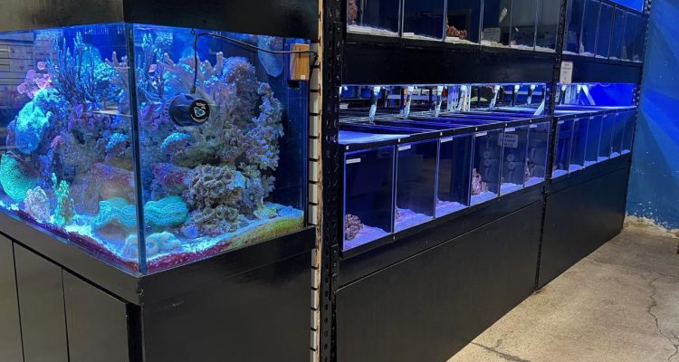 Pet Store Waterfront A Unique Shopping Experience